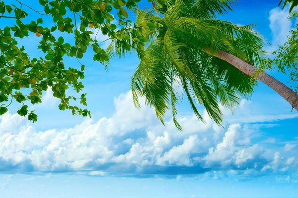 Tropical vegetation and blue sky with white clouds