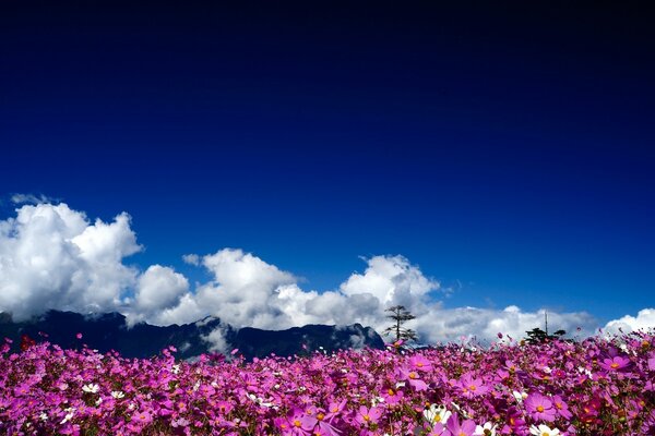 Scharlachrote Feldlandschaft mit Blumen