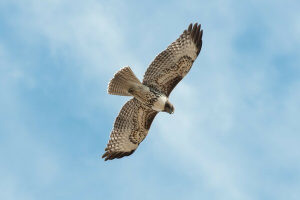 Raptor Falcon flotando en el cielo