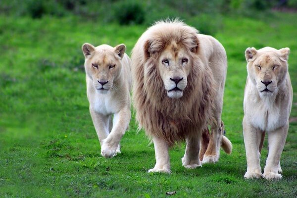 A family of lions on a green field