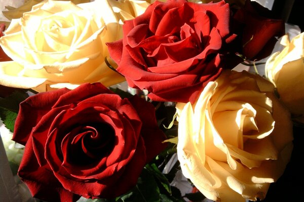 Романтика, роза цветок любви