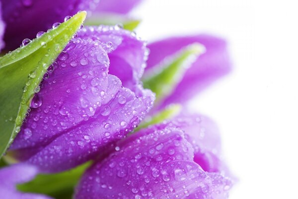 Bright tulips in the morning dew