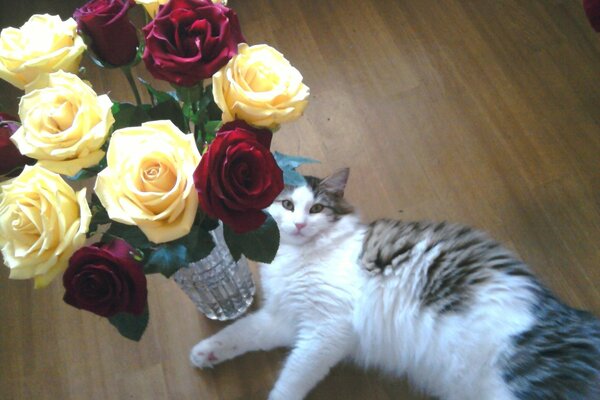 Gato peludo bajo un ramo de rosas