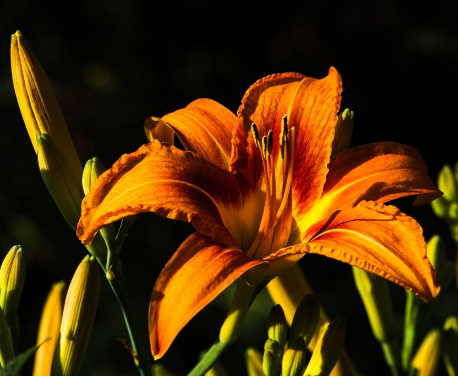 close - up flor natureza lily folha flora jardim verão cor flores