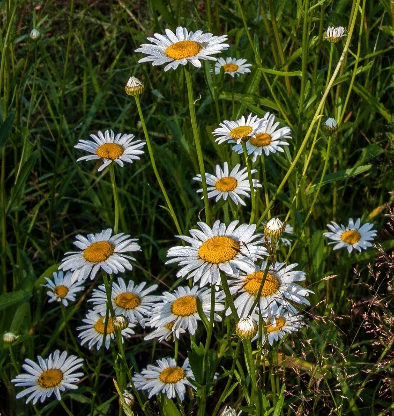 verão flor feno natureza flora campo camomila grama jardim crescimento floral temporada blooming gramado pétala rural cor brilhante sol