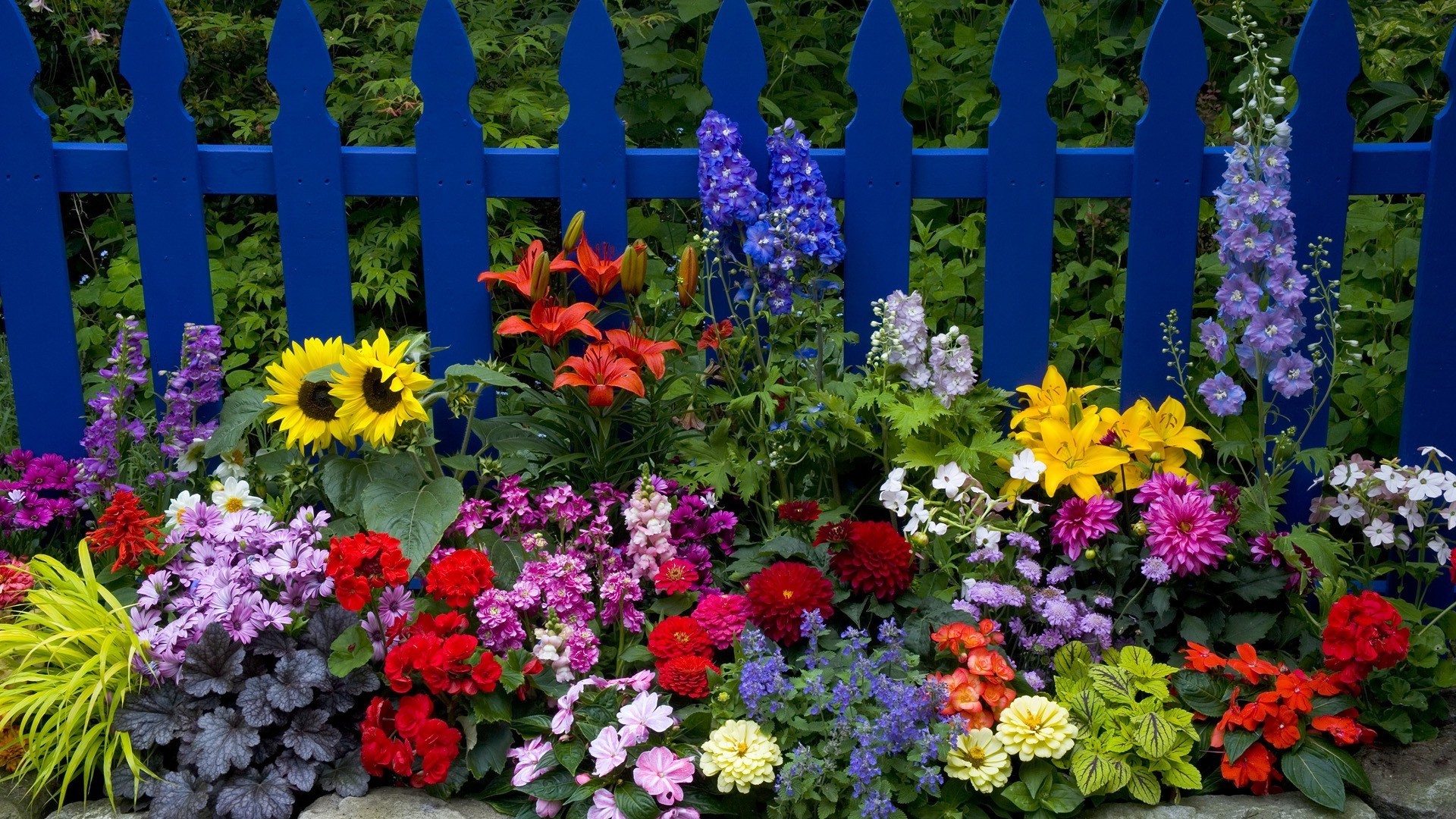 blumen blume garten flora natur sommer wachstum blatt blumen blütenblatt blühen farbe im freien hell dekoration