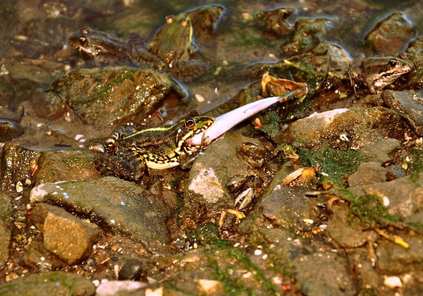 reptiles and frogs frog water nature outdoors river wildlife amphibian invertebrate