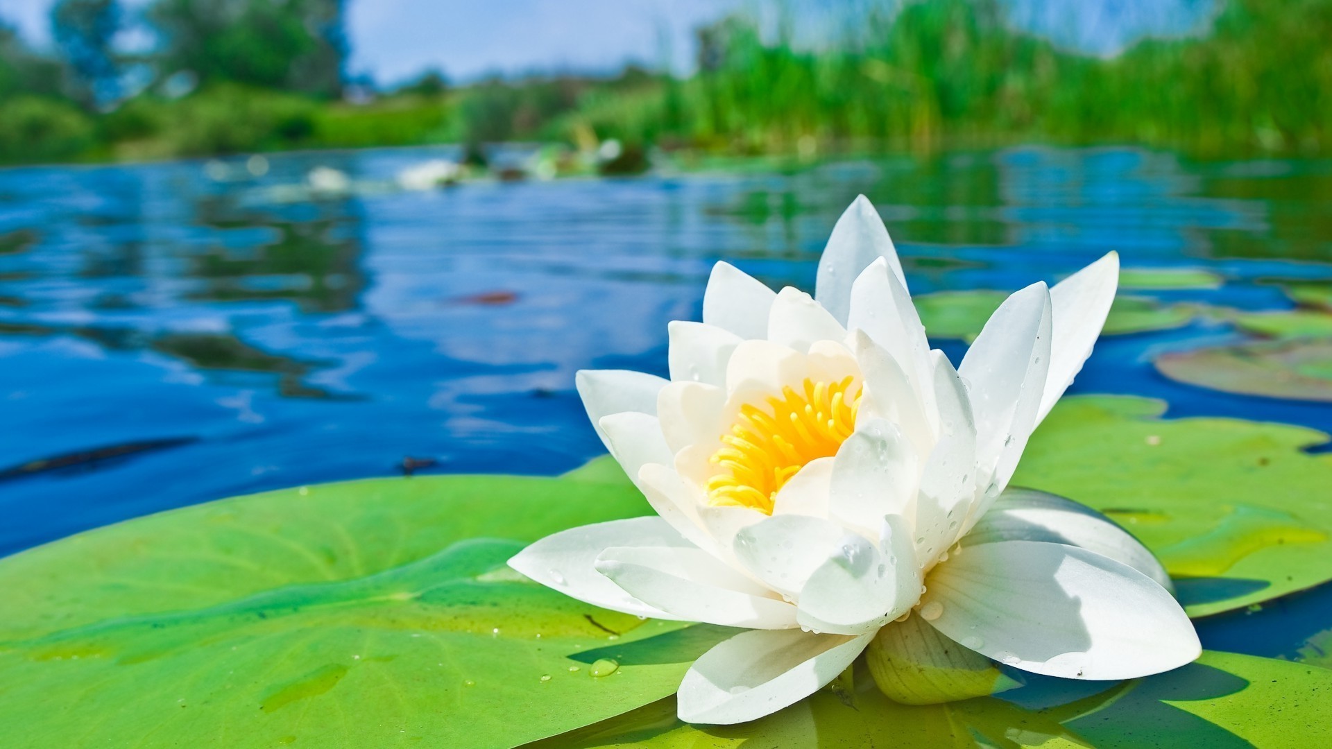 花 莲花 池 自然 夏天 热带 叶 花 百合 植物群 水 异国情调 冥想 美丽 禅宗 水生 游泳 盛开 睡莲 花园