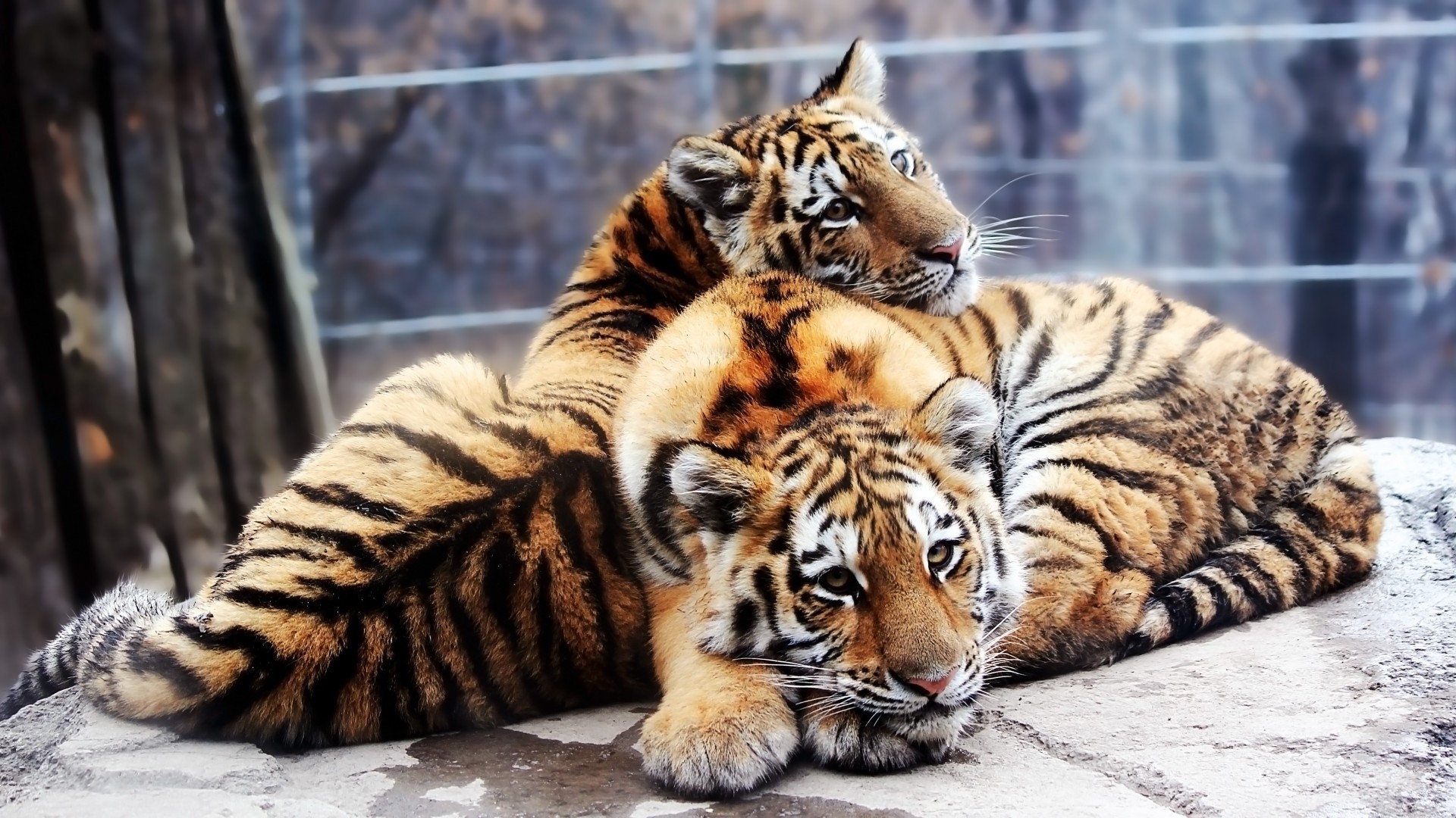 tigres tigre gato vida selvagem mamífero animal jardim zoológico predador pele caçador comedor de carne siberiano tira selvagem retrato selva tigresa agressão tigris safari zangado