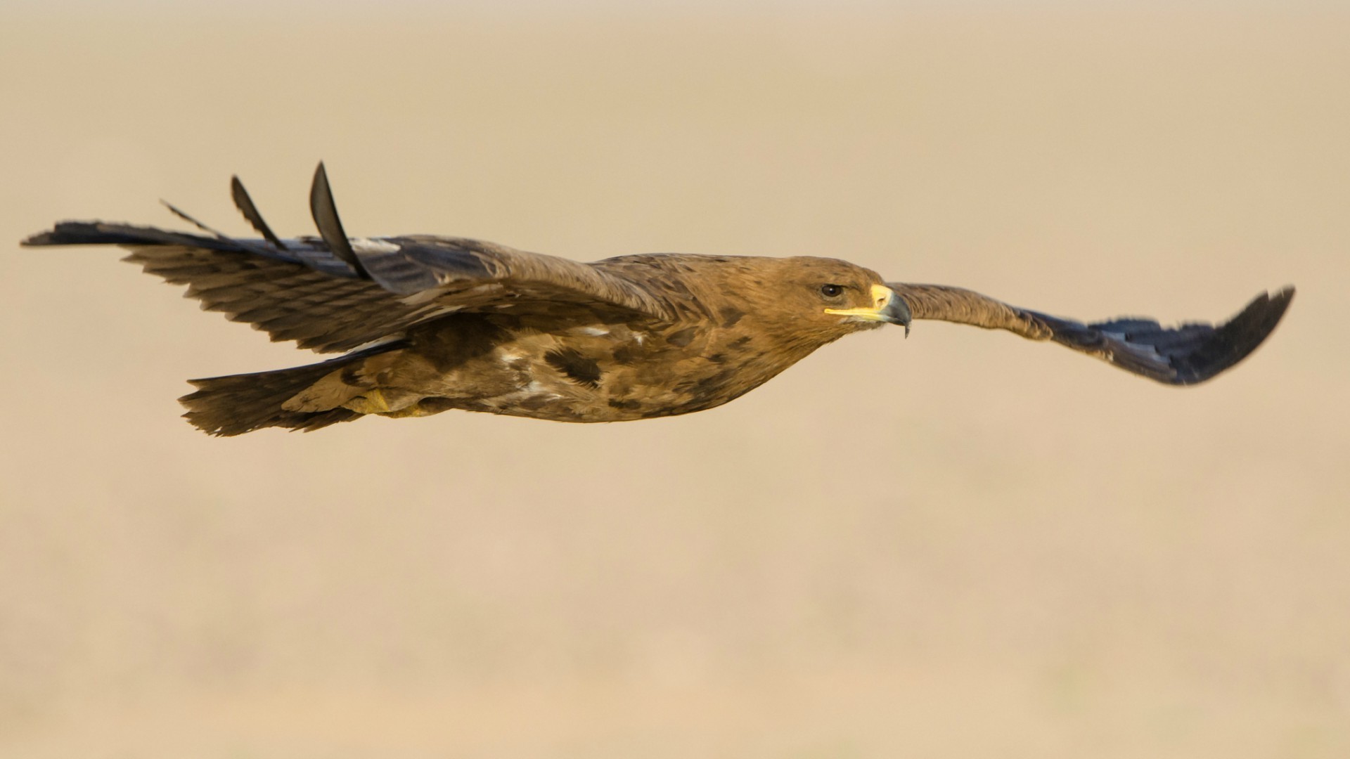 zwierzęta ptak dzika przyroda natura raptor zwierzę lot na zewnątrz widok z boku avian dziki orzeł