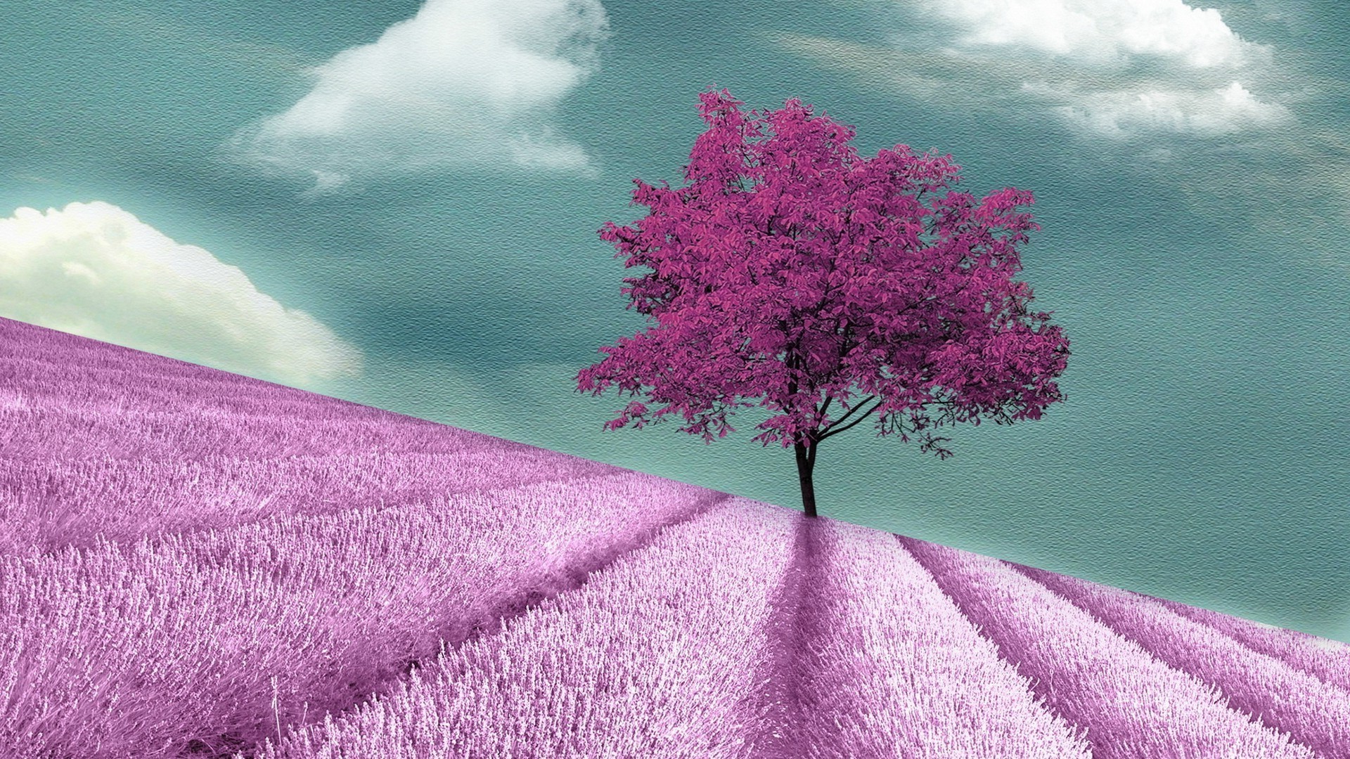 kontraste landschaft blume himmel natur baum im freien farbe dämmerung