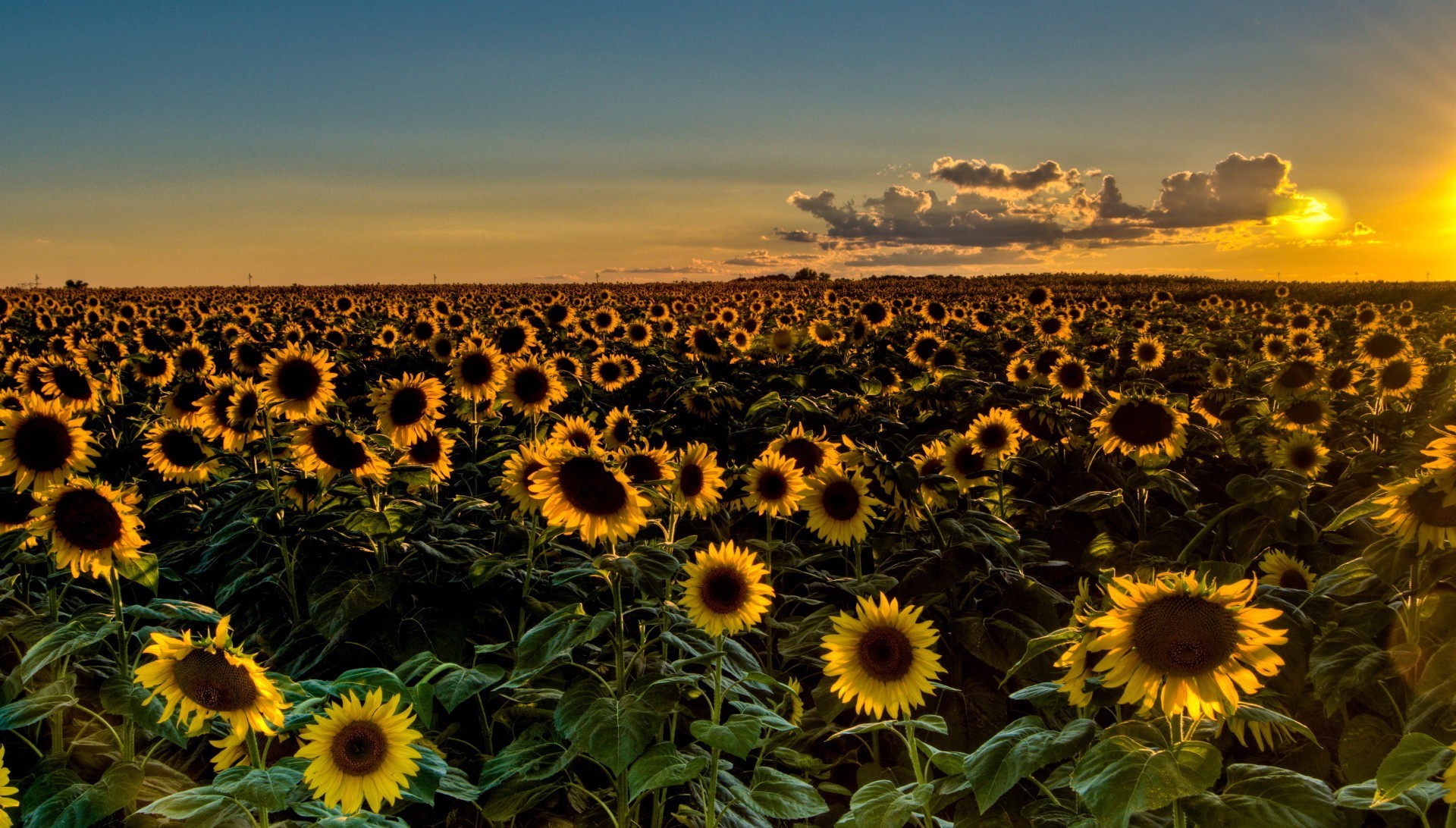 flores girassol sol verão natureza agricultura campo flor bom tempo flora ao ar livre crescimento paisagem céu brilhante folha