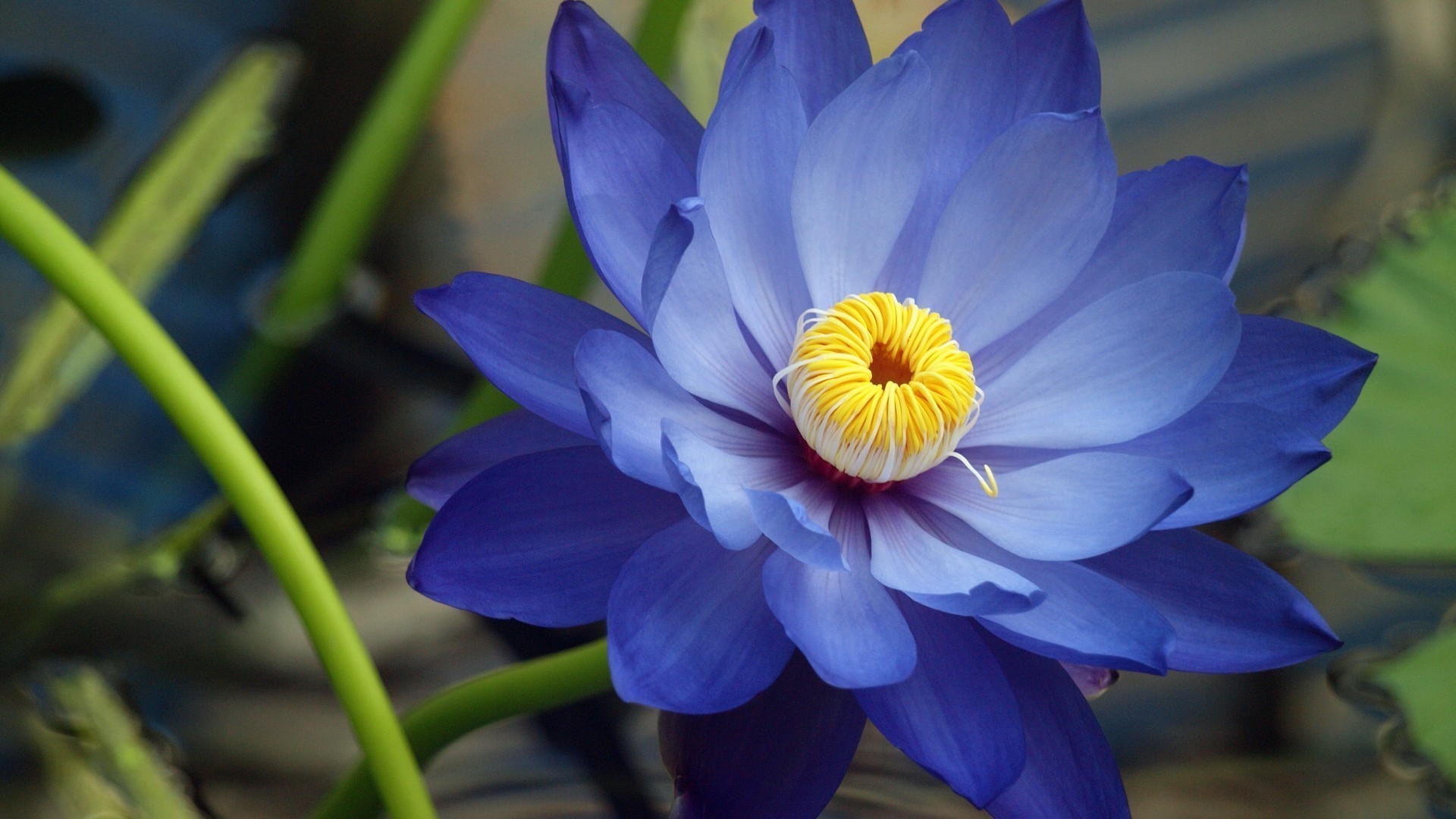 nahaufnahme blume flora natur blatt blühen garten schwimmbad blütenblatt lotus lilie sommer botanisch