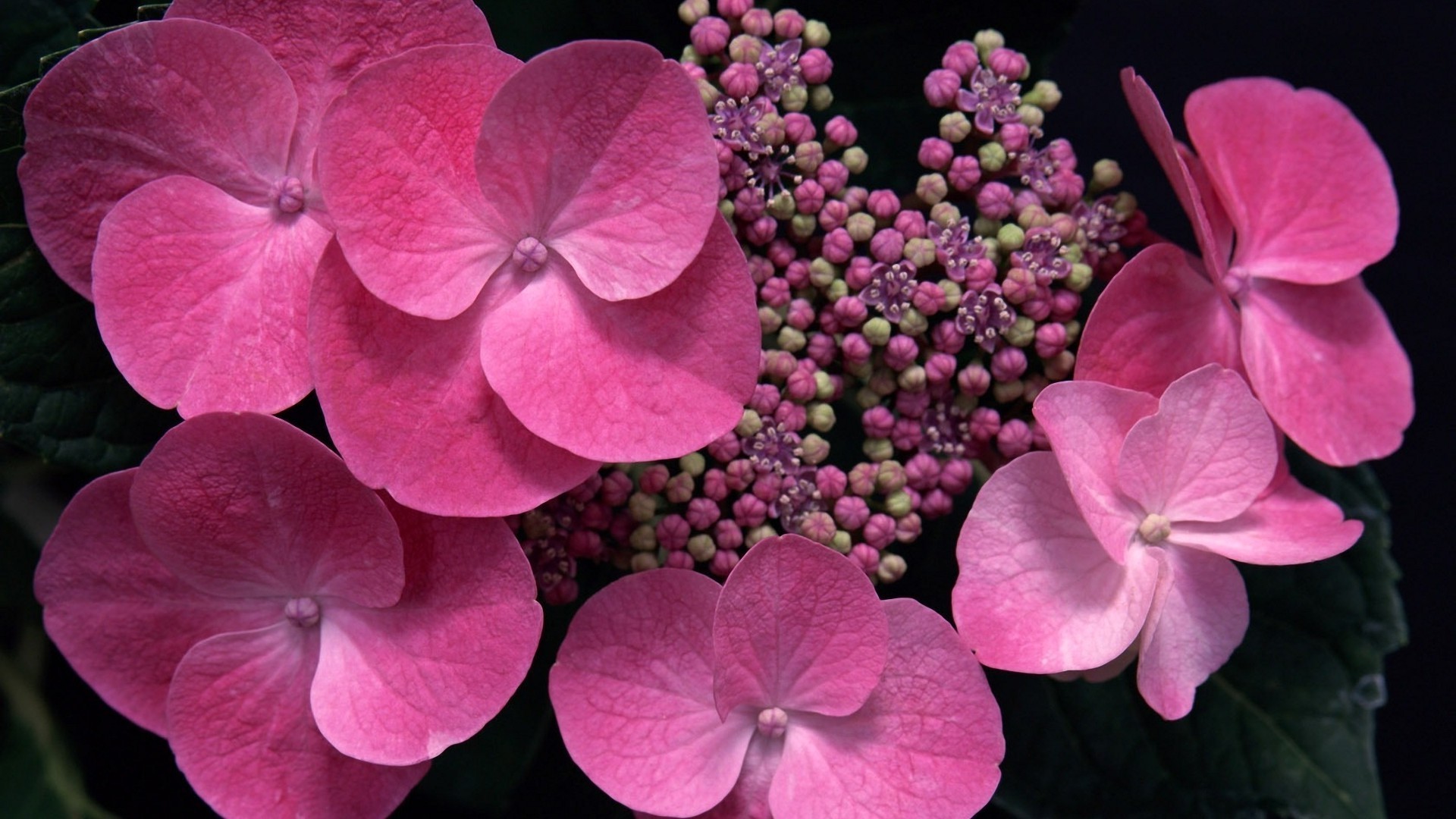 flowers nature flower flora color blooming floral garden close-up petal bright summer beautiful leaf botanical