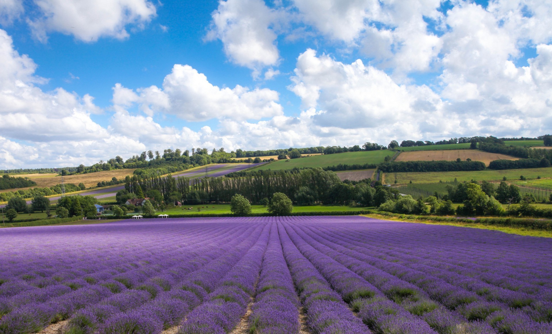 campi prati e valli agricoltura azienda agricola paesaggio campo fiore all aperto natura pittoresco rurale campagna flora estate crescita terreno agricolo cielo albero terra coltivata lavanda