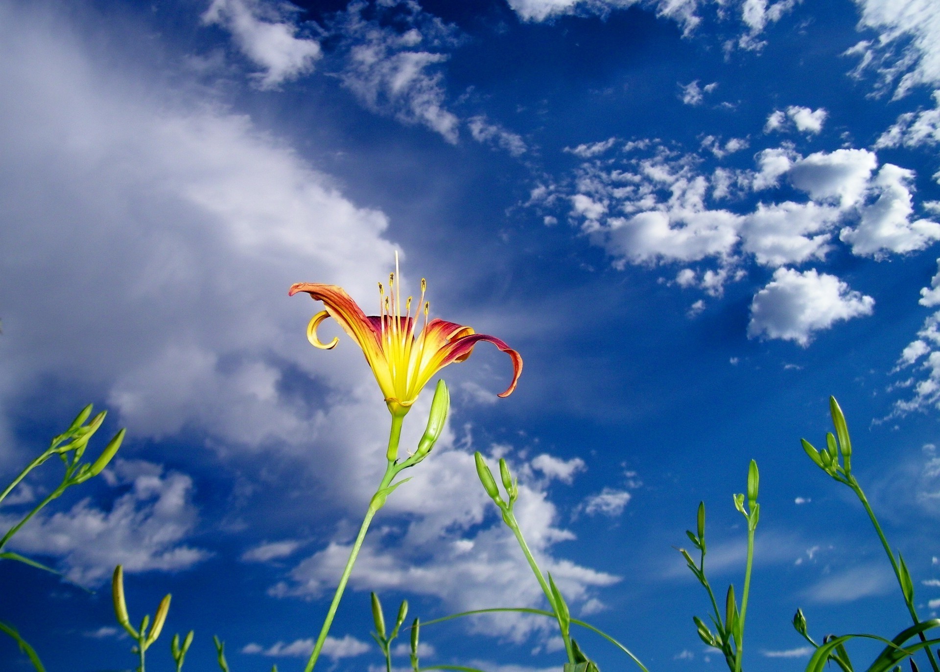 fleurs nature été flore croissance ciel environnement fleur herbe beau temps soleil champ feuille saison foin jardin lumineux couleur extérieur nuage