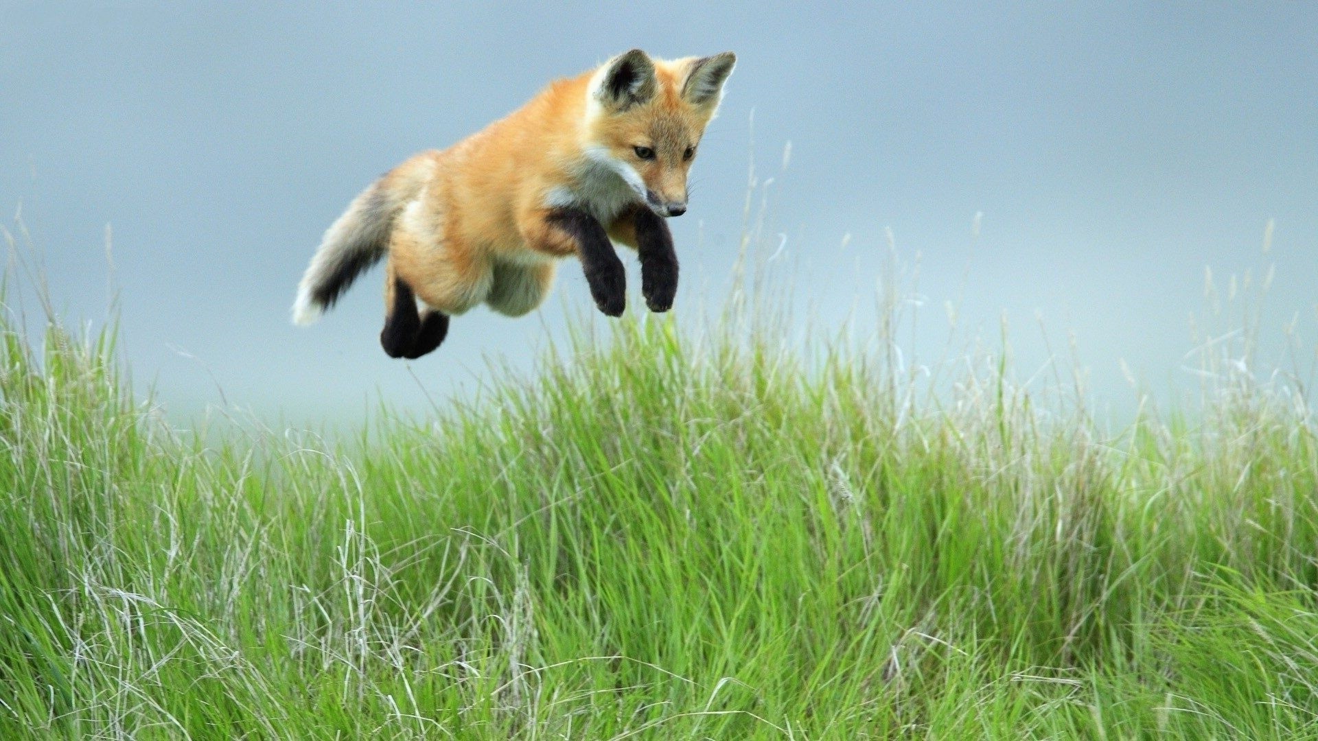 fox grass nature animal mammal wildlife hayfield outdoors summer field cute wild little