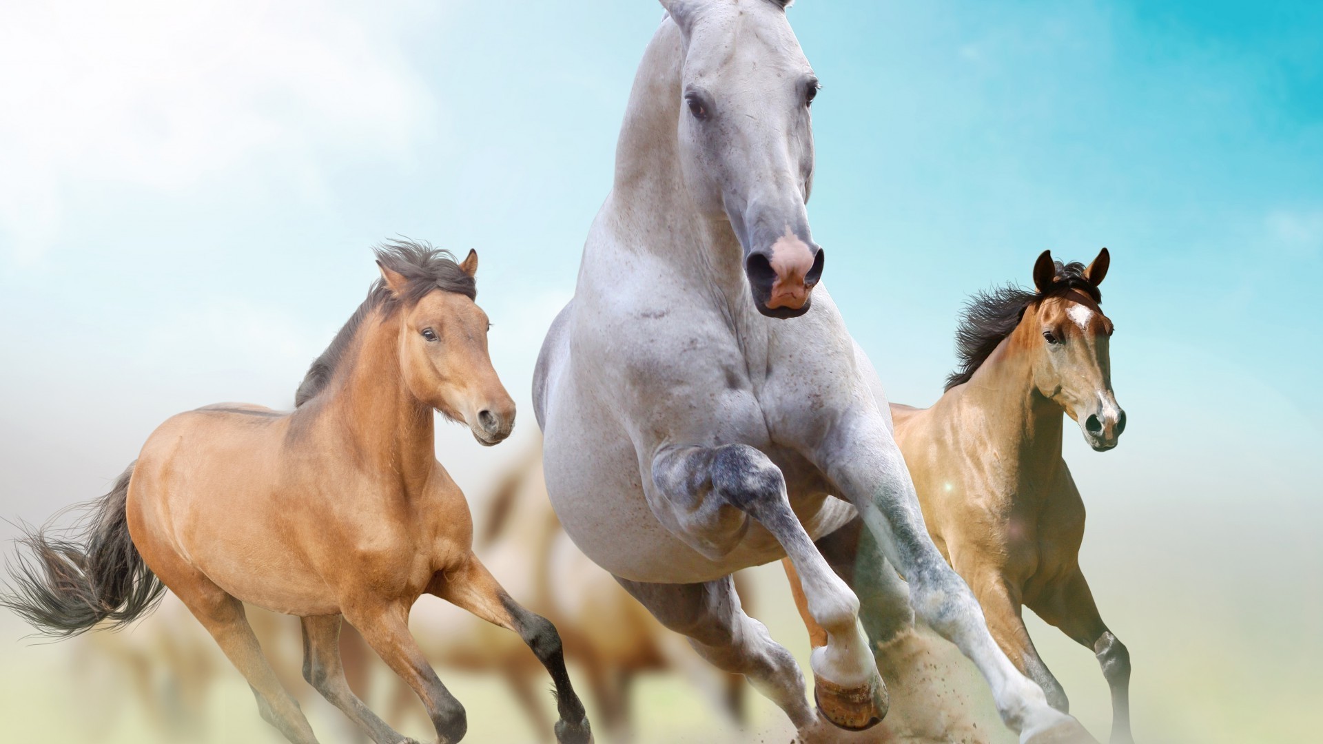 cavalos cavalaria cavalo garanhão mare equestre mamífero criação de cavalos mane animal pônei rápido puro-sangue skoko castanha pasto sentado fazenda dois cavalo de corrida potro