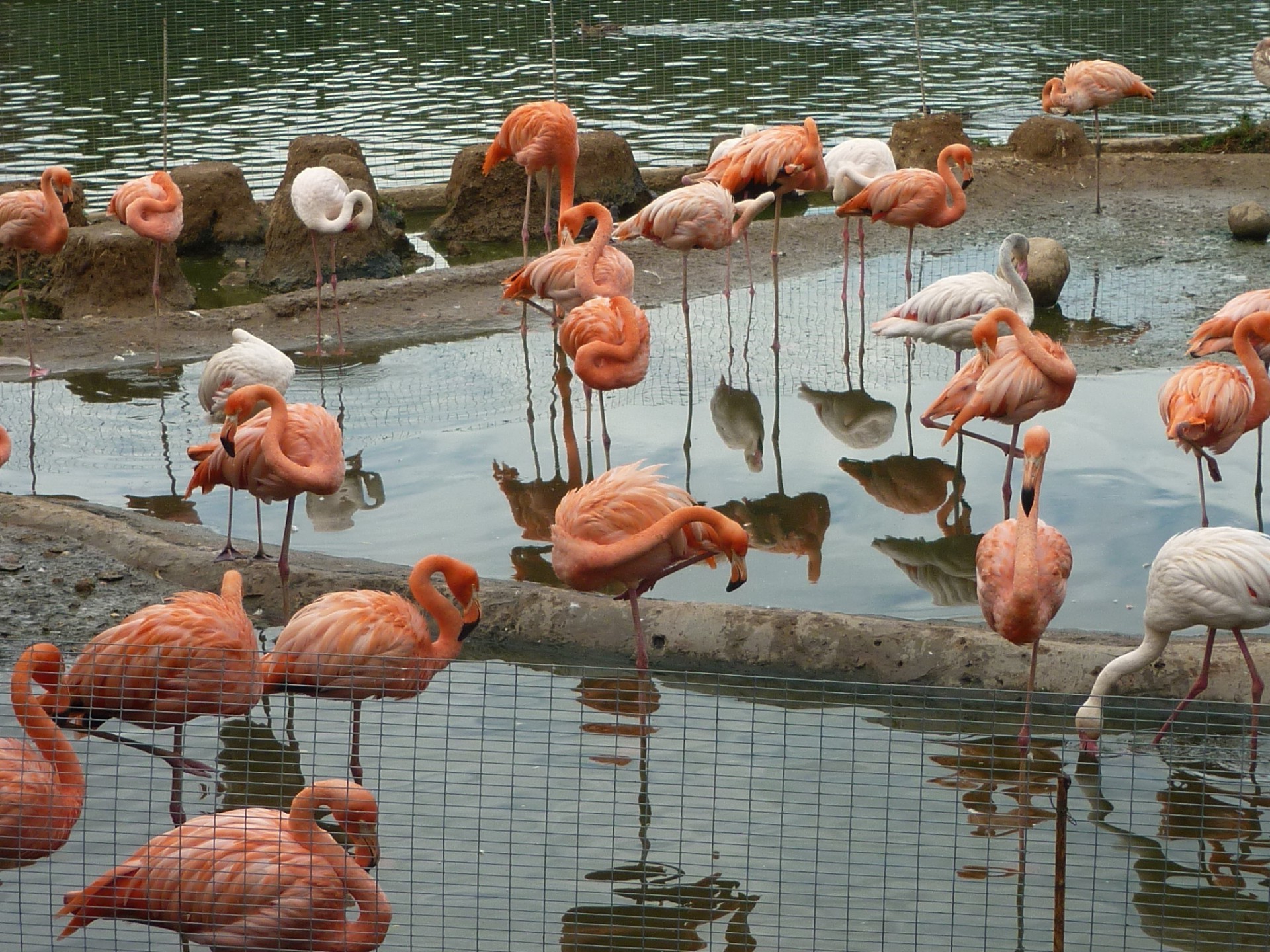 animaux flamant oiseau eau faune groupe poissons nature animal en plein air