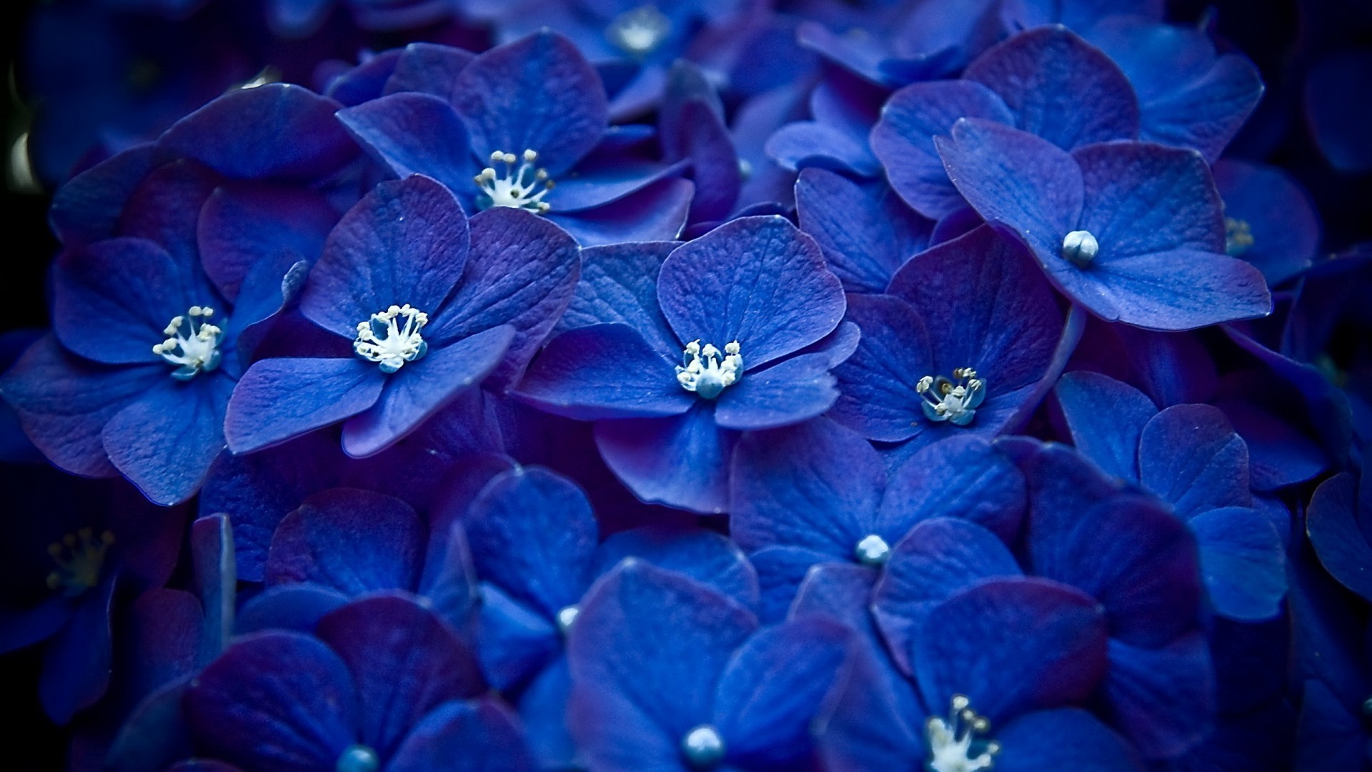 Обои на айфон синие цветы