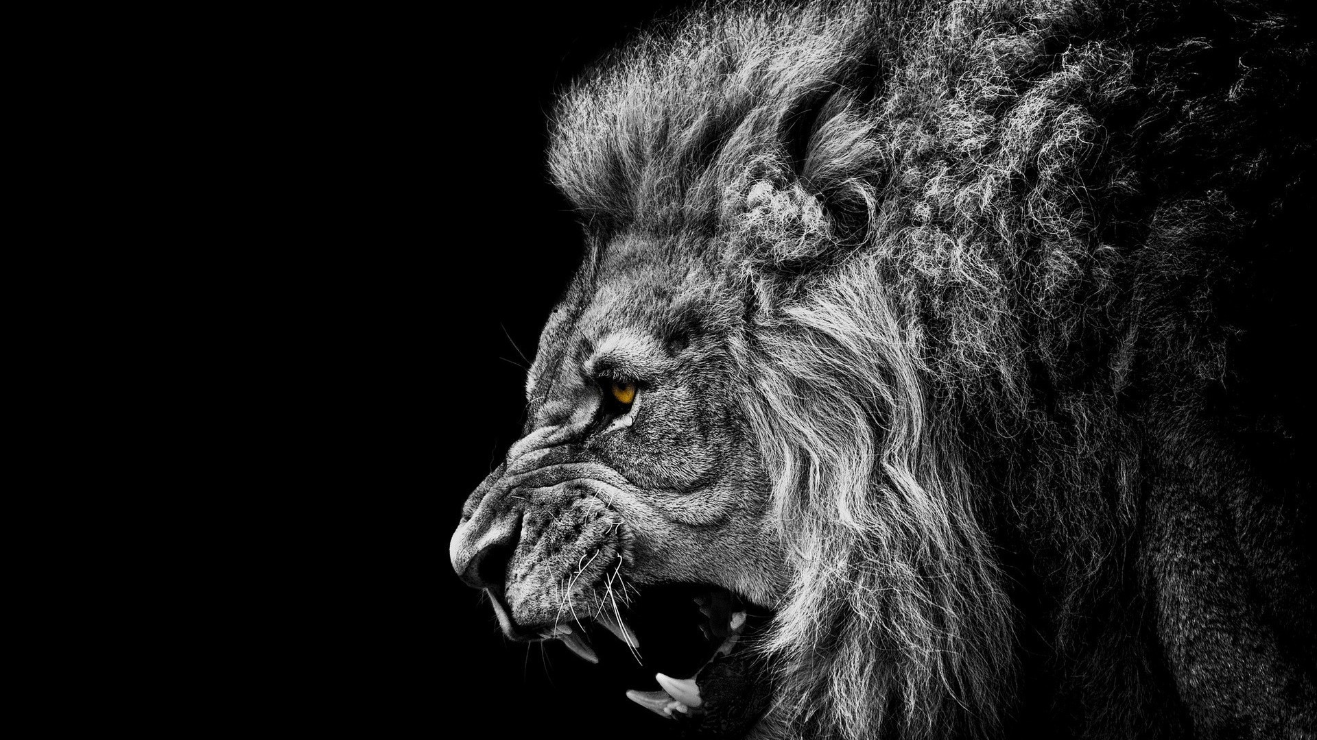львы млекопитающее портрет животное кошка мех дикой природы один лев зоопарк монохромный волосы
