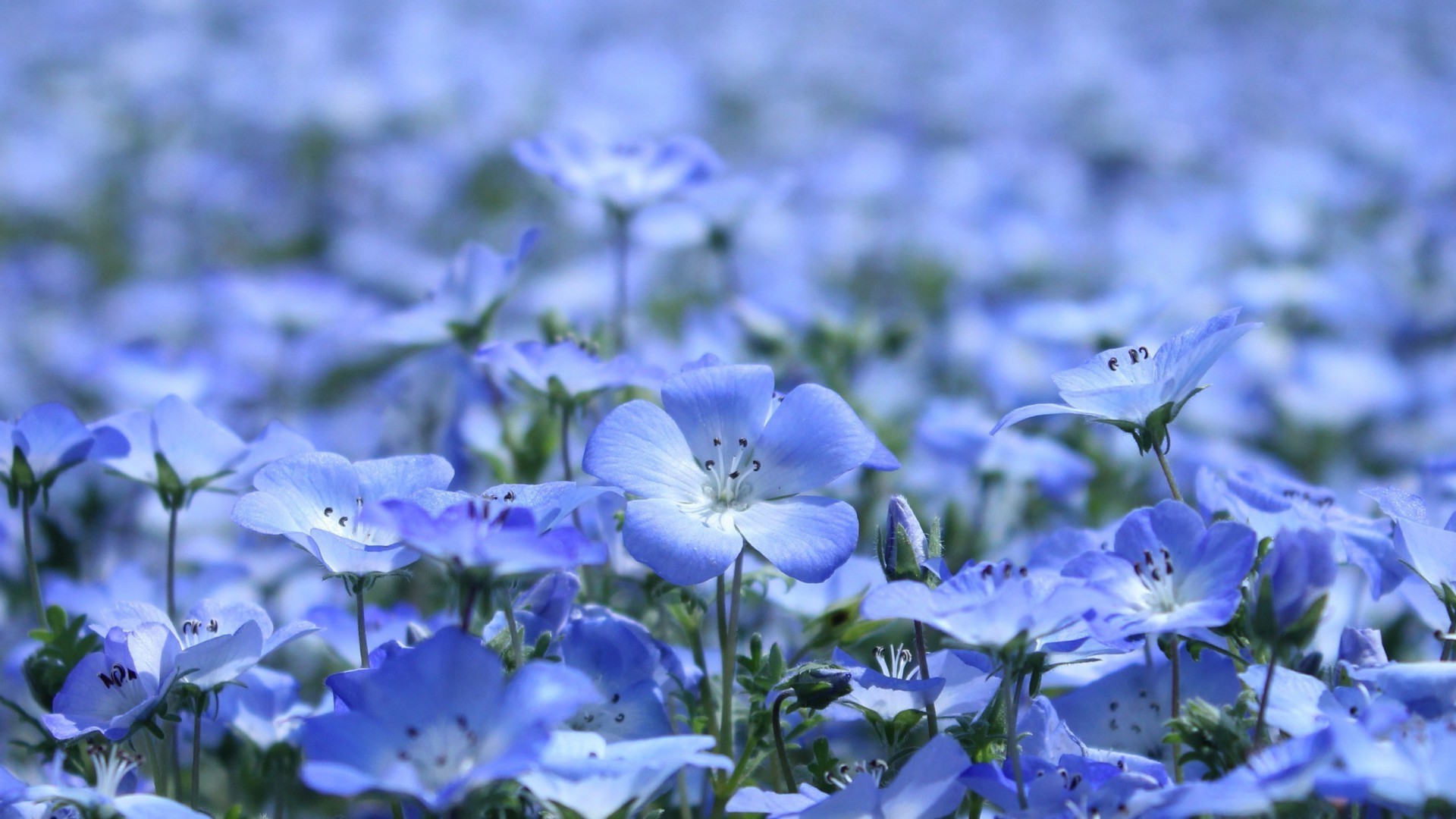 çiçekler çiçek flora doğa yaz bahçe petal yaprak çiçek çiçek açan açık havada renk parlak büyüme saman otu yakın çekim