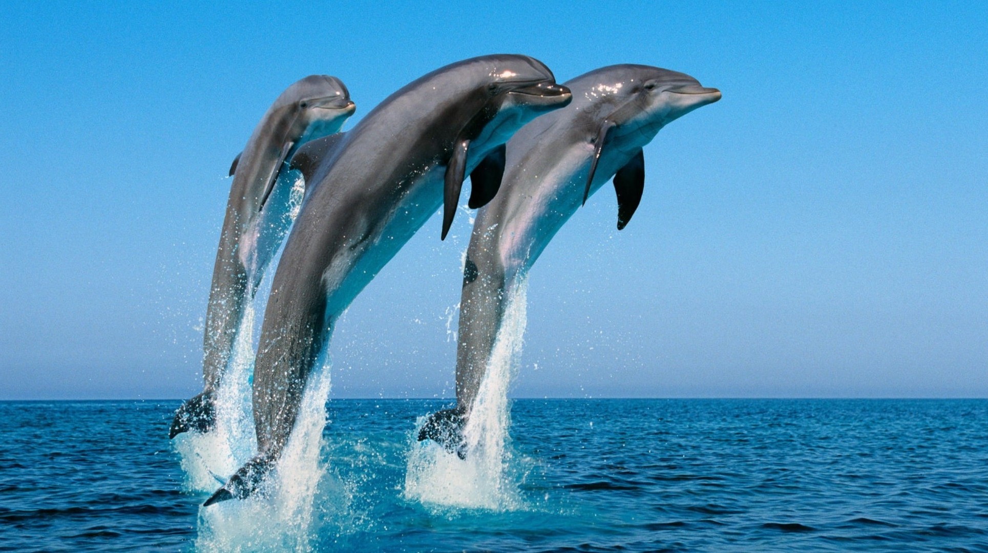 animals water ocean swimming blower dolphin sea whale underwater marine diving fin nature turquoise