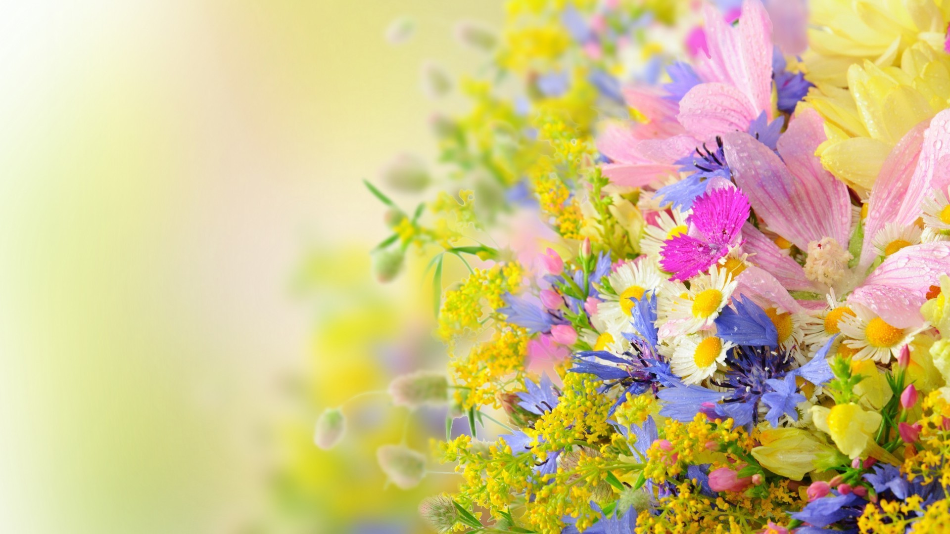 flowers nature flower flora summer leaf floral garden color bright blooming petal growth close-up beautiful season bouquet field