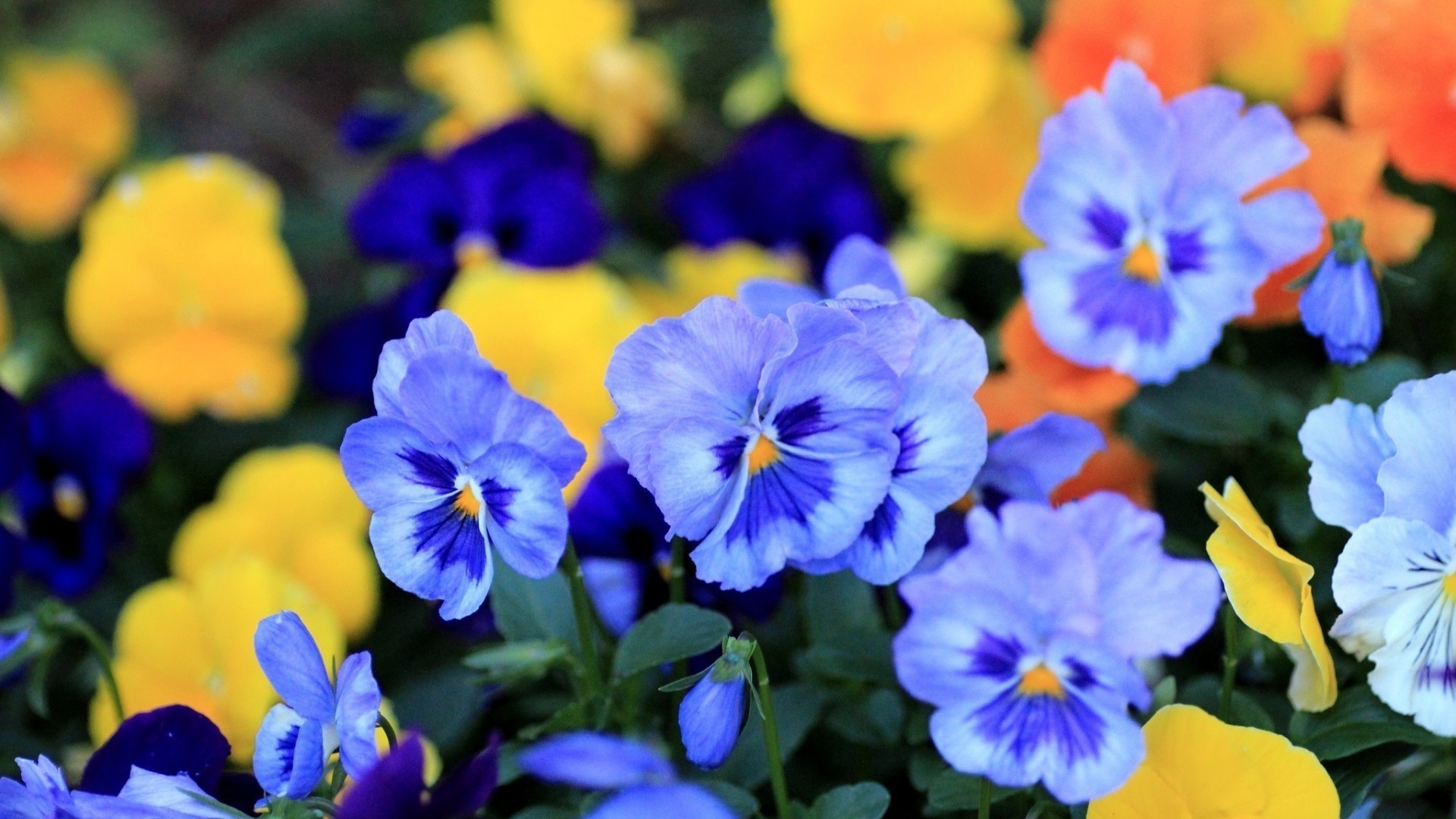 flowers flower nature leaf garden flora pansy floral blooming violet viola petal growth color summer bright outdoors park field