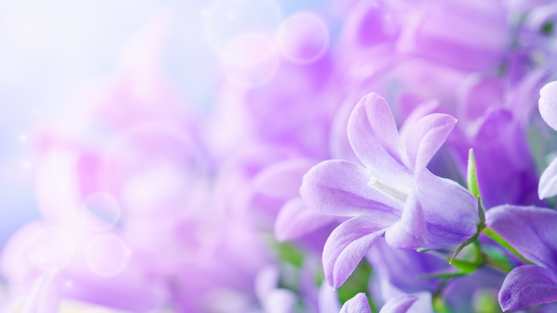 flowers flower nature flora color summer garden bright beautiful floral delicate decoration blur petal close-up leaf lavender blooming desktop growth