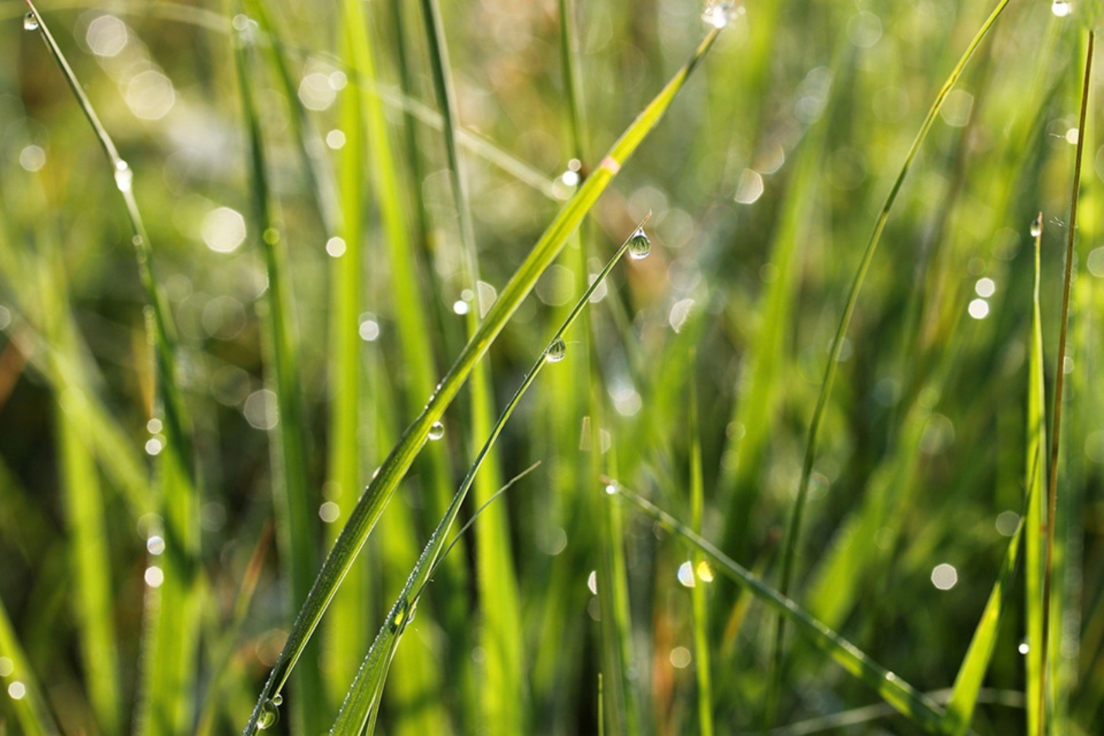 the sunset and sunrise dew grass nature dawn flora rain leaf drop growth lawn summer garden purity environment blade raindrop lush hayfield wet field