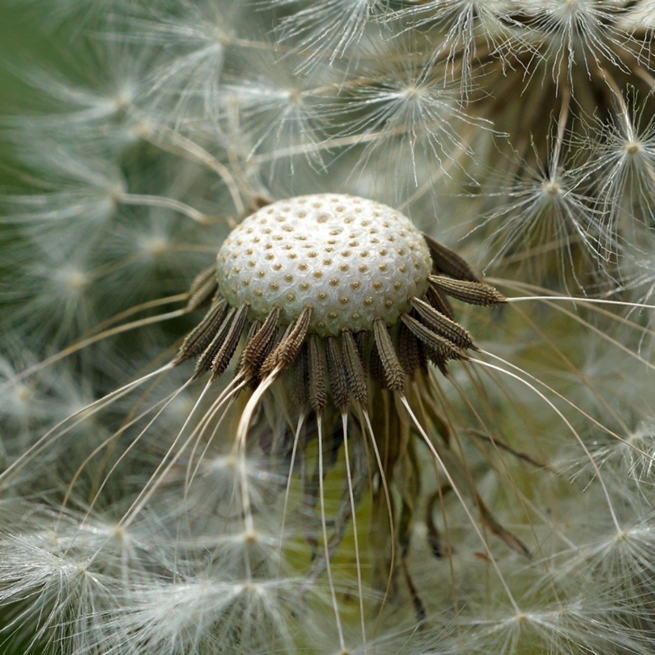 gros plan pissenlit nature graines vers le bas délicat flore été croissance gros plan forte à l extérieur mauvaises herbes balle lumineux fleur herbe