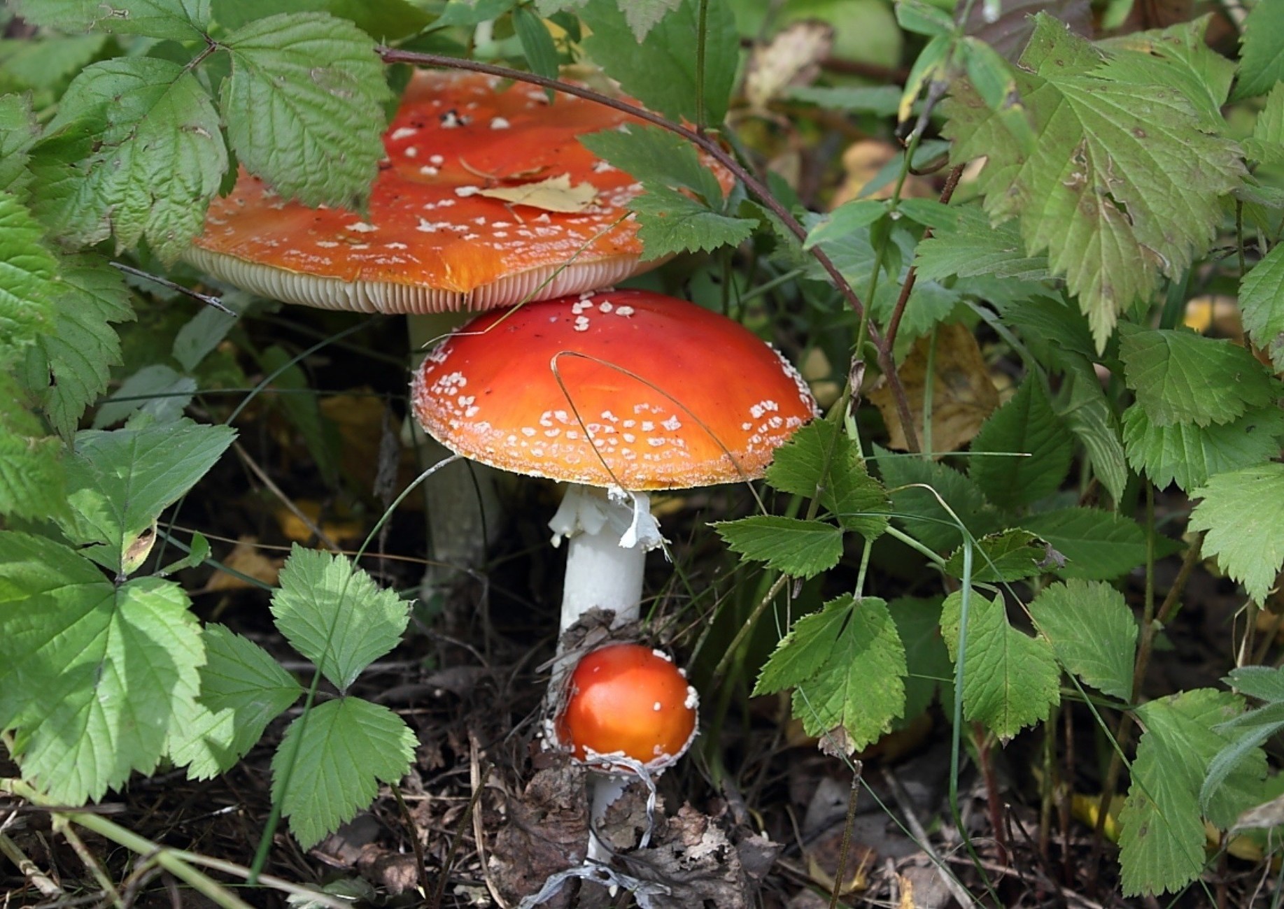 cogumelos fungo fungo natureza outono folha cogumelo comida comestível madeira selvagem flora crescimento ao ar livre vegetal veneno temporada verão tóxico