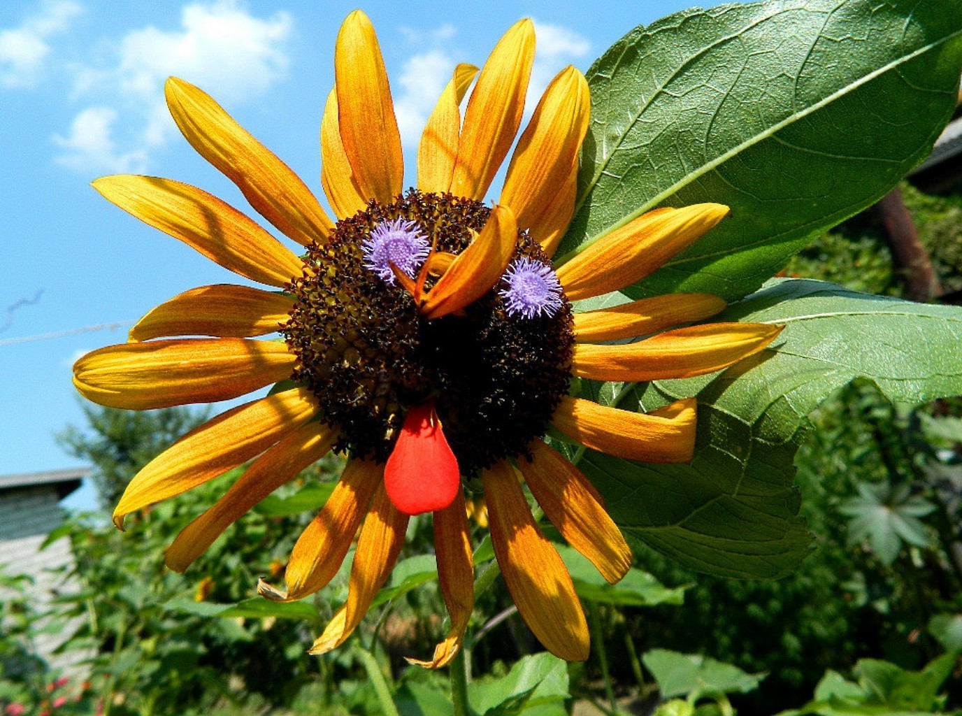 primer plano naturaleza verano flora hoja flor jardín al aire libre brillante hermoso crecimiento color primer plano pétalo