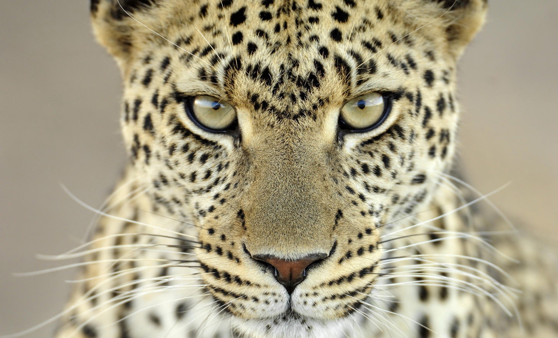 leopards cat mammal wildlife animal predator leopard cheetah hunter fur carnivore safari zoo portrait eye wild