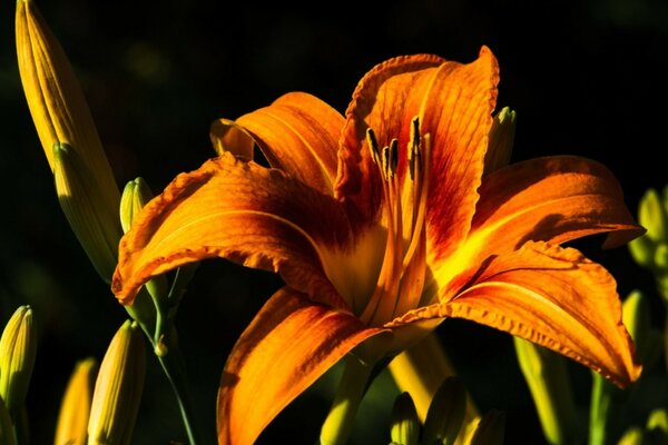 Lily close-up orange