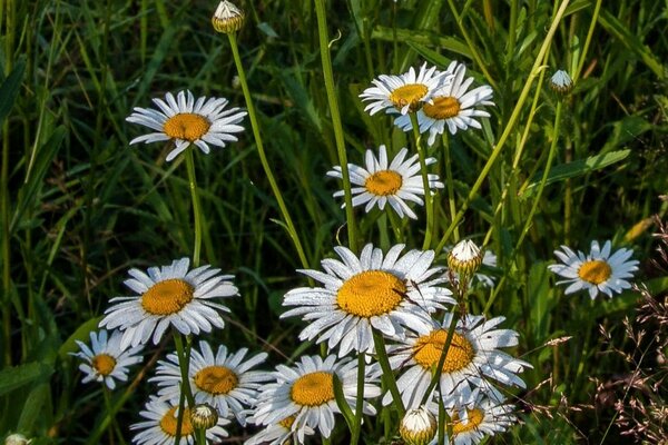 Marguerites dans le champ et l herbe verte