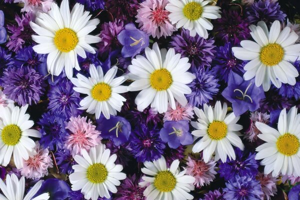 Bouquet d été. Marguerites et bleuets. Flore