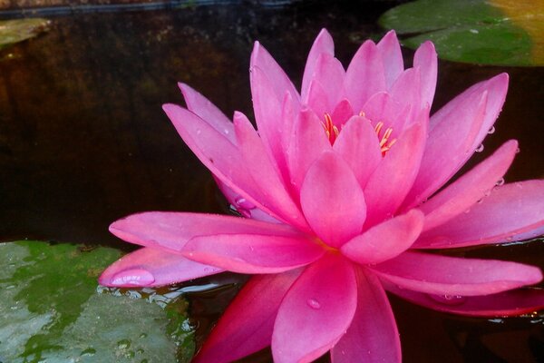 Hermosa y brillante flor en el agua