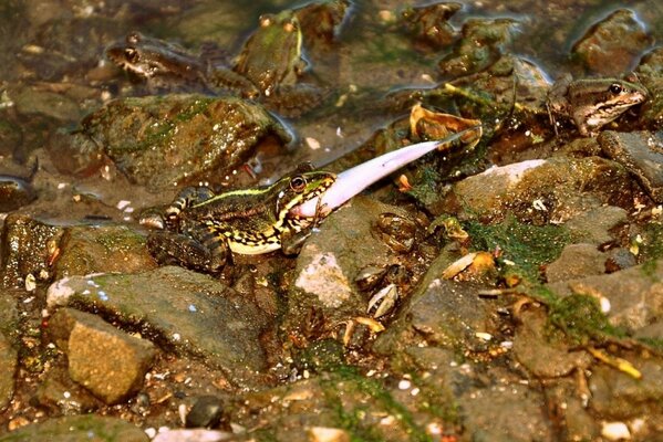 Rane in un ruscello nella foresta