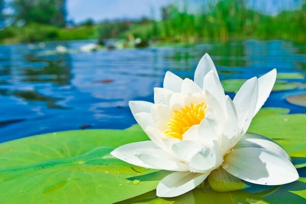 Lys blanc vierge sur une rivière calme