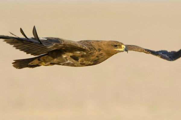 A proud bird in the heavenly expanse