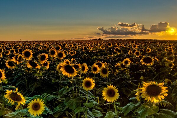 Summer field of beautiful sunflowers