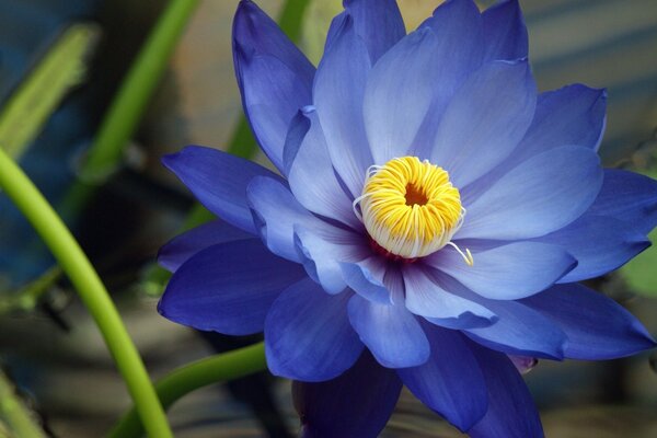 Blue flower with yellow middle