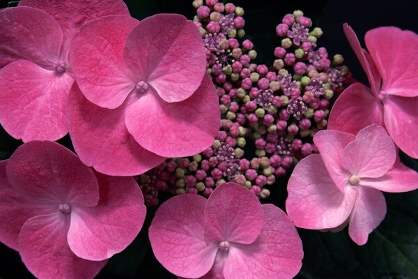 Erstaunliche rosa Blüten