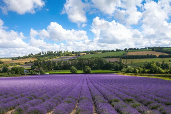 Purple field , blue sky and green expanses