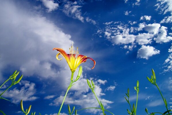 Flor en el fondo del cielo azul arrastrado por las nubes