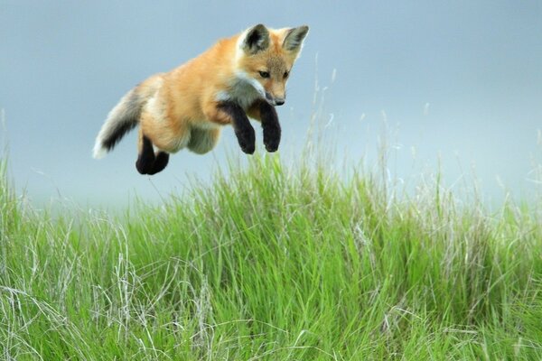 Ein Fuchs jagt seine Beute