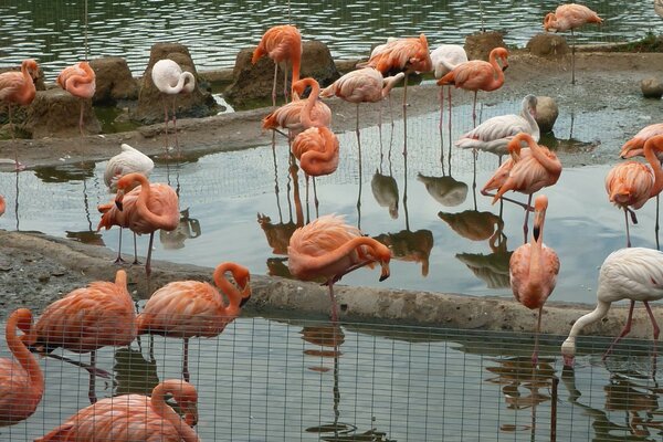 A lot of pink flamingos are standing in the water