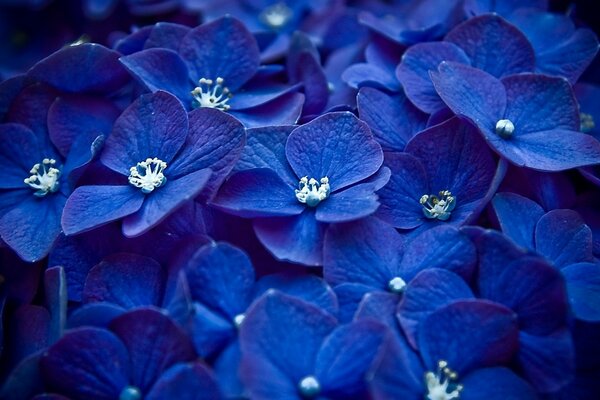 Violetas azules con pistilos blancos